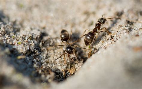 家中 突然出現很多 小螞蟻